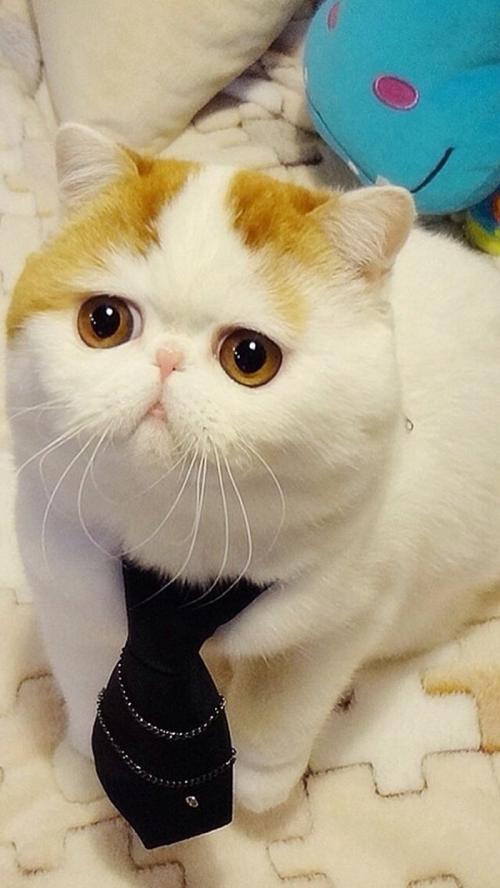 Àî¿ËÇ¿Ö÷³Ö³£Îñ»áÒé:¸÷ÀàÏîĿǷн´º½ÚǰÇåÁã