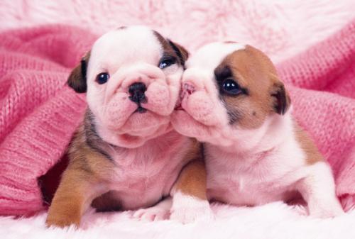 2025Äêŵ±´¶ûÉúÀíѧ»òҽѧ½±½ÒÏþ