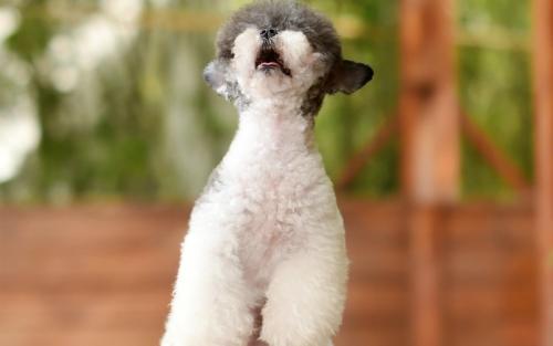 ¿ËÂÞµØÑÇÊ×¶¼¸½½ü·¢Éú6.4¼¶µØÕð ÉÐÎÞÉËÍö±¨¸æ