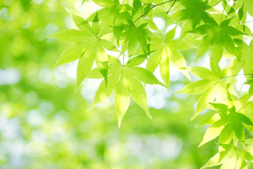 ж! 2020սͼ:48ɽ ¹ű